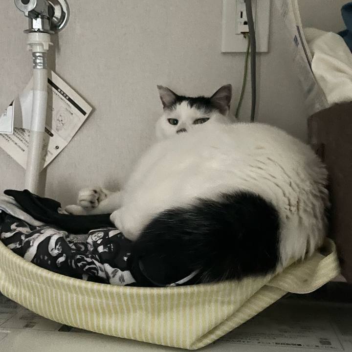 85b2e37e 6cc6 4a9c b045 8fa5115af9cd 1706241126061