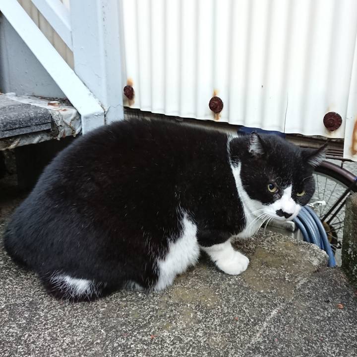 85b3e9c9 fee0 4769 8b14 5fe1a9edc864 1604445249374