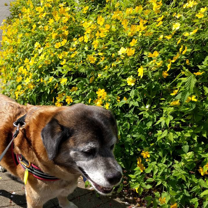 85b425b4 512d 405b a812 6563e4a72ce4 1555547535802