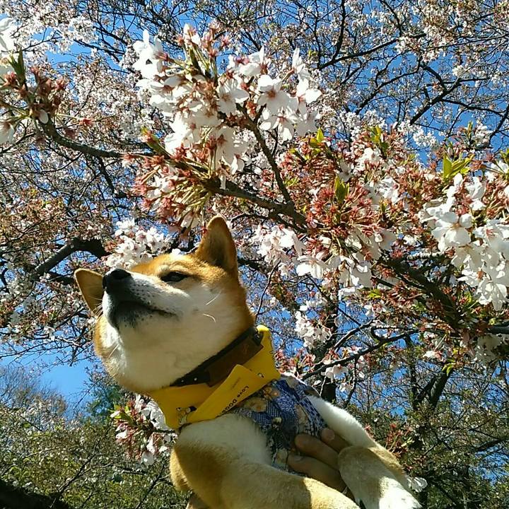 85b87422 4864 465e a720 e3f7259bb6a6 1555148374129