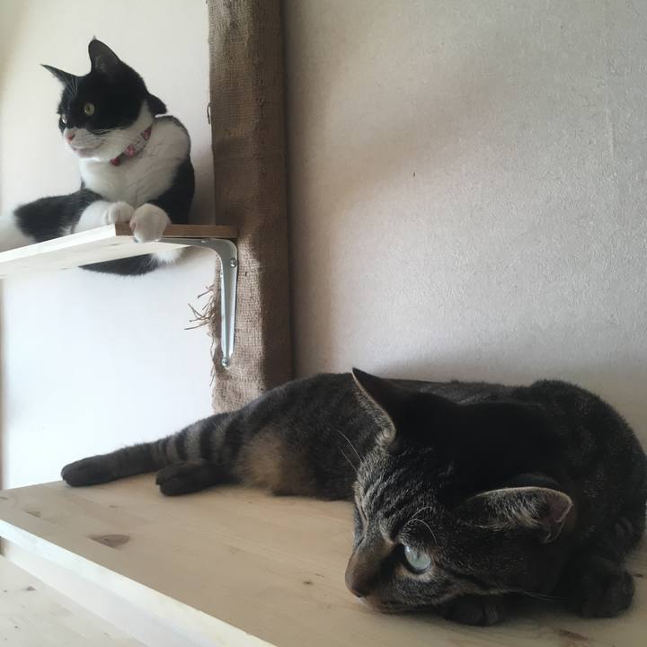 85b9287a fada 424a a009 ae797cca6794 1546490376662