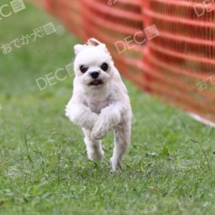 85bb04ed 4239 49ff b83c 663bf8f4f21a 1539832758190