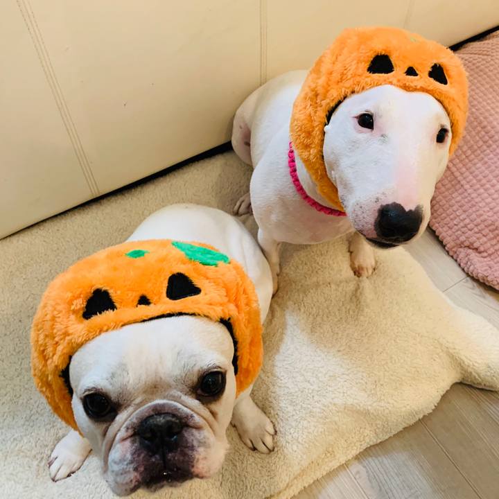 85bc8041 62cd 41b1 a4f2 e795549f7115 1572522038095