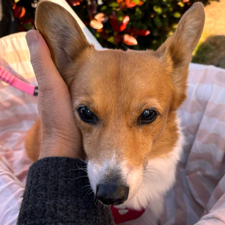 85bcc29c fb95 4fd9 96d4 56916bc6d3f4 1733628514625