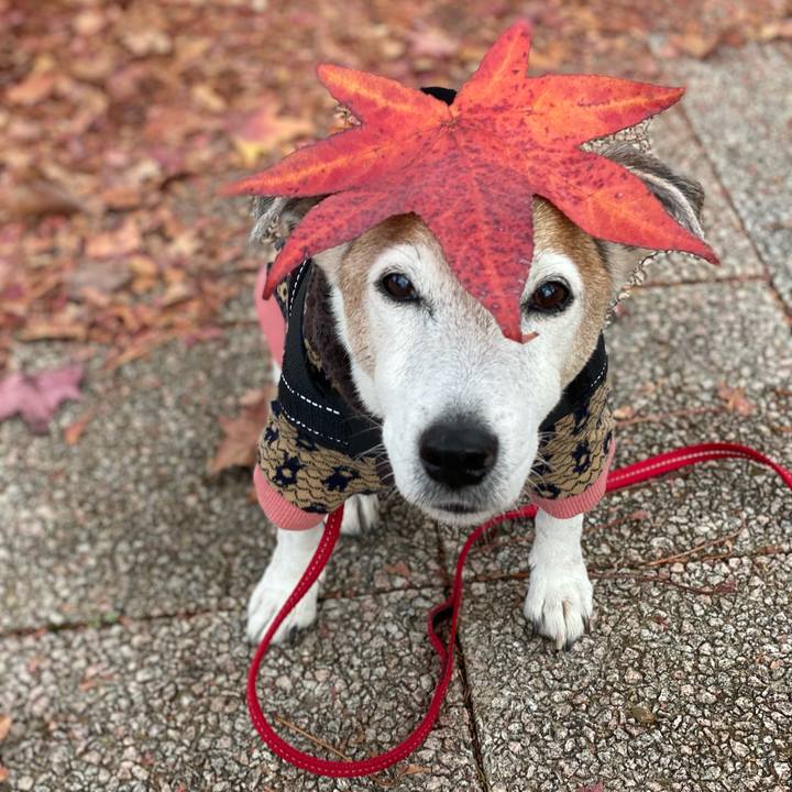 85be9a6b b48b 422c 83af 826ebd42a866 1606140259576