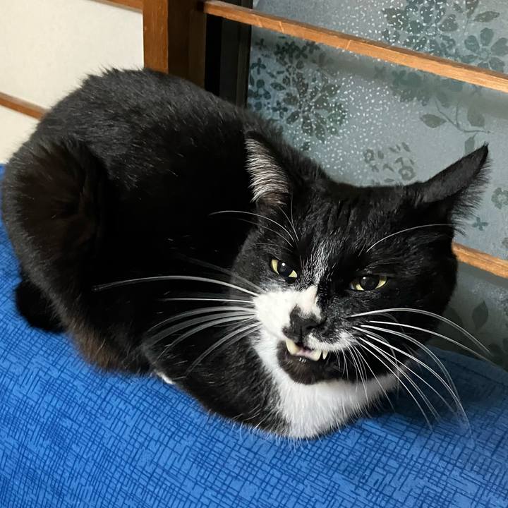 85bf34fc c53d 406f b9b1 624b5768fe3f 1683689612472