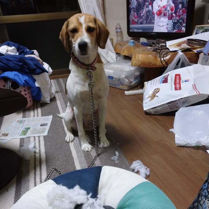 85bfafc8 5a72 4b18 9280 465eee53b63b 1598615673135