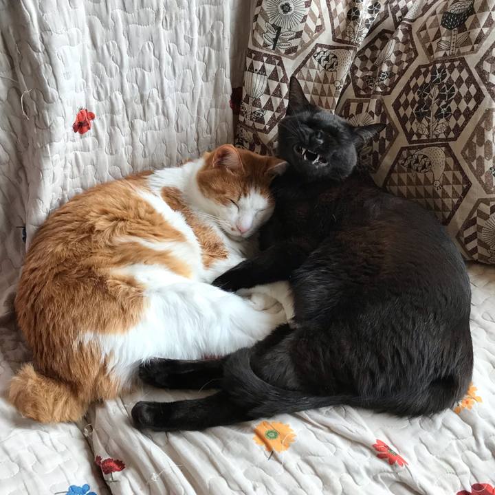 85c052d0 4477 4476 8cb4 c142095eadb0 1593244536811