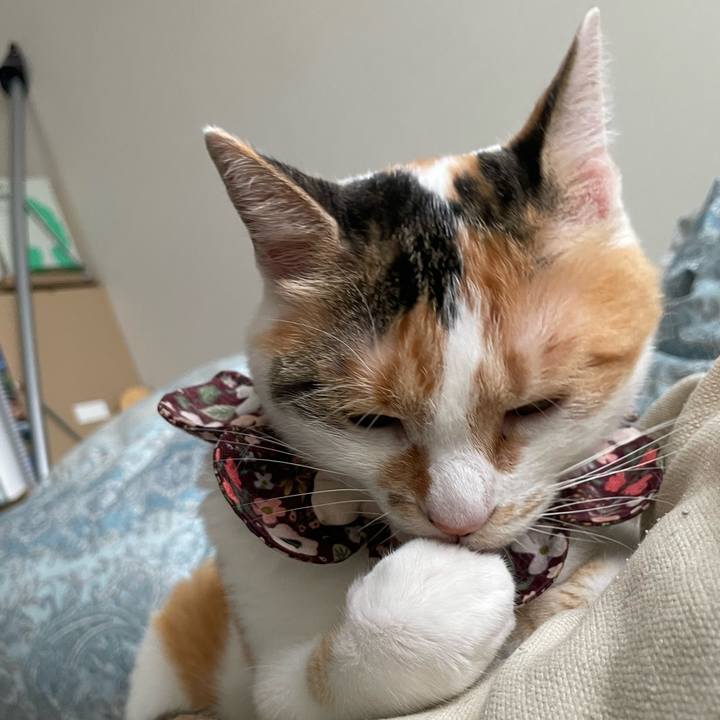 85c09eca bc93 4c67 a419 2a83d94e005b 1752723262781