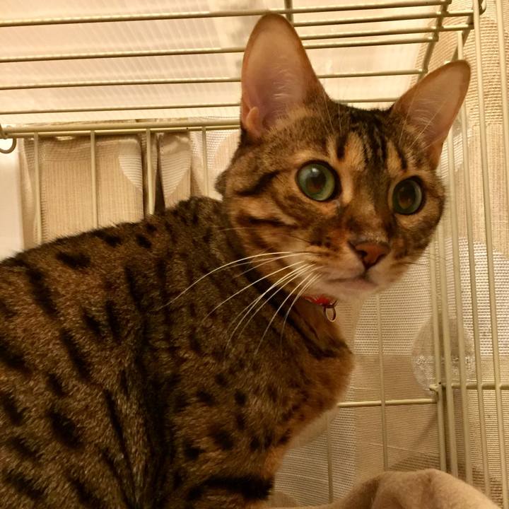 85c17b26 baba 49b2 886e be2677895237 1543362755394