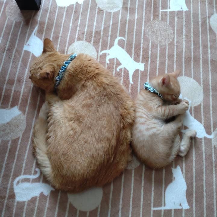 85c18a00 2ef4 4290 a016 4121964f087c 1669524181823