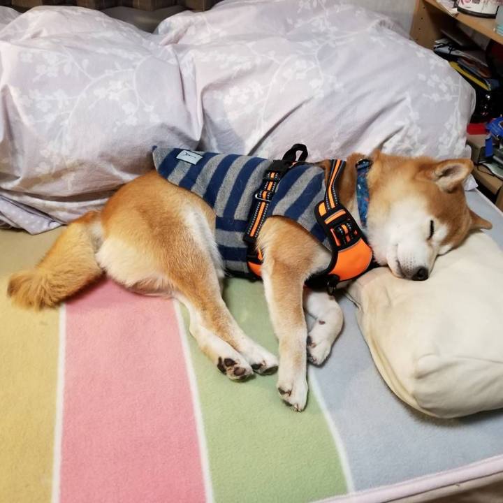 85c3ea09 f409 49b2 b4fc c1ef58d100bb 1581072033067