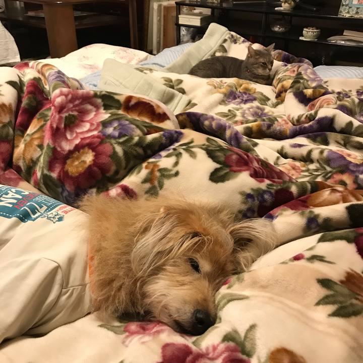 85c6f95f bcca 4785 990e c8271d827da5 1578434296785