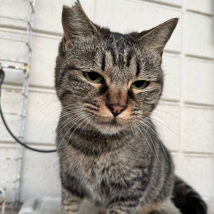 85c76821 da76 47d2 a43e 6ee1effb234b 1763767095656