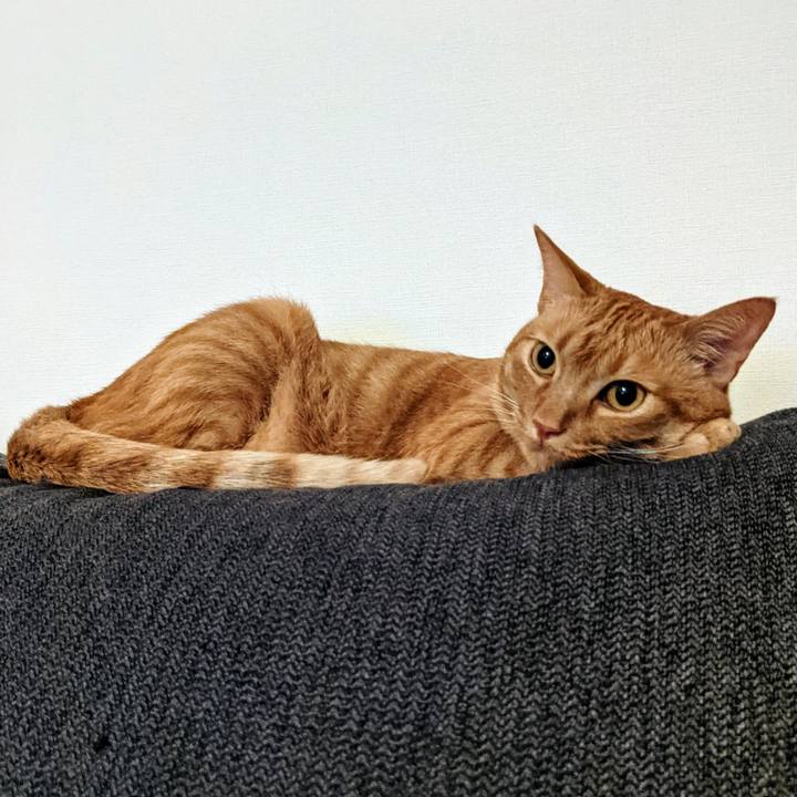 85c7c37c c6e7 485d a71e 49a2b7a1ea47 1621510565987