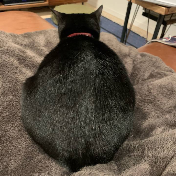 85c8b453 cb0e 4c9a bde0 27551511fa02 1575499843820