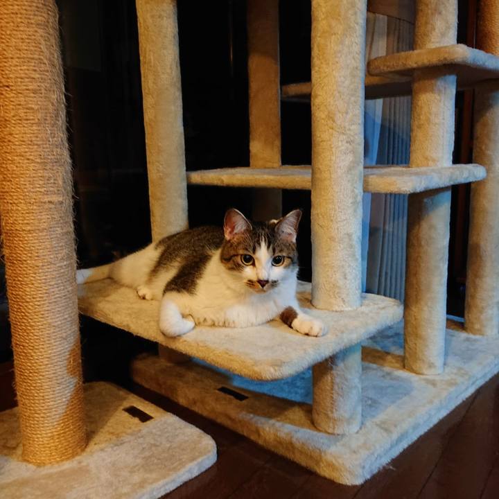 85ca1872 0468 44b5 945c ce8bc186d444 1595376853238