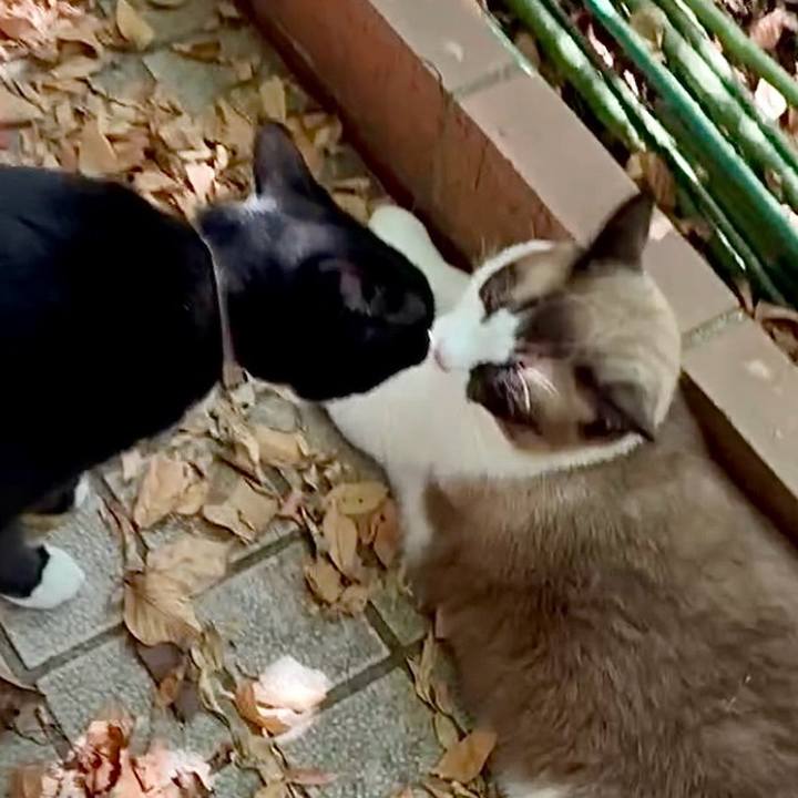 85cb14c3 2078 47e2 ab66 a39ab4ea6a7b 1755657984187