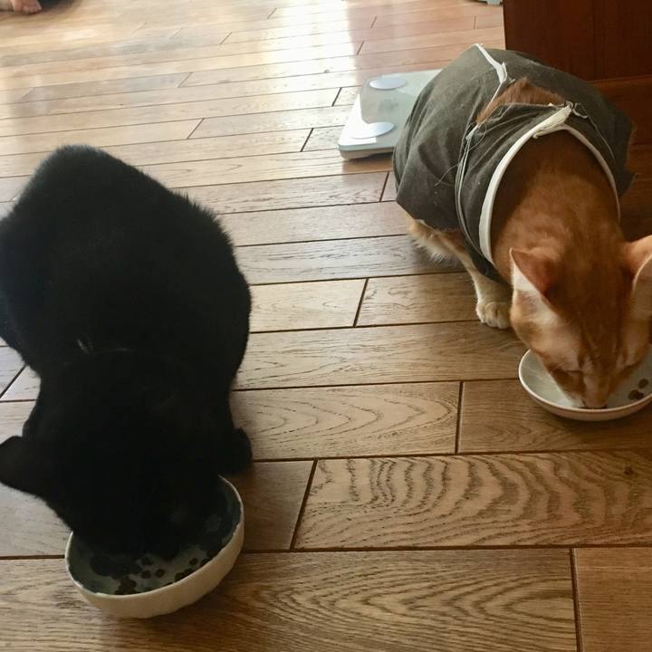 85cb70d0 ddb2 4a59 b94e 247b0d7ca7f0 1535177231152