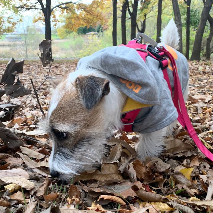 85cc5c51 15c4 4682 a3b3 e795712b1289 1575619805462