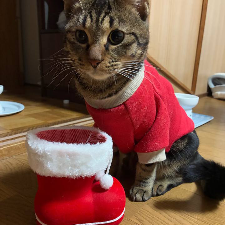 85cd6345 8a4a 481e 933c dc30812dc473 1766644688022