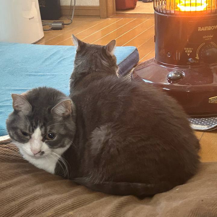 85cdfc9e 3692 4c90 b3e6 e78a584c727d 1769396153554