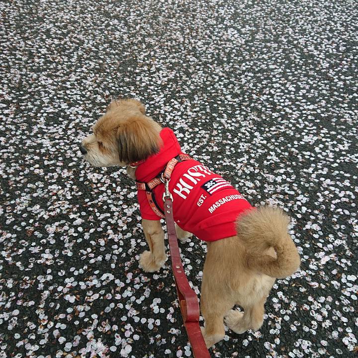 85ce333f e1a8 4d29 9249 d7d780011ce4 1554675224736