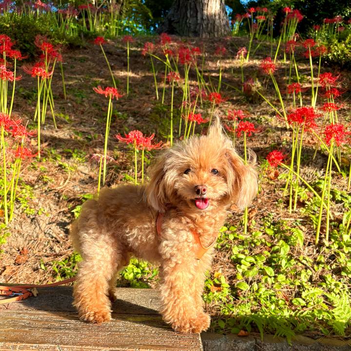 85ced8f2 2f24 49e6 b913 3f733f9dc67a 1759311089155