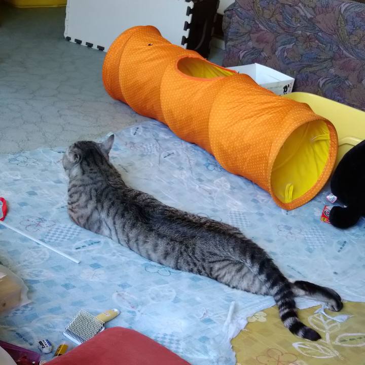 85cfd49d ab9f 4967 bb05 a8b5c0794058 1594695889067