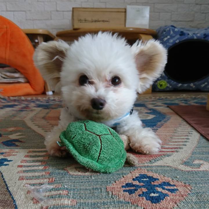 85d0215e d559 4dd8 8cb5 09fab7017dcd 1526175039958