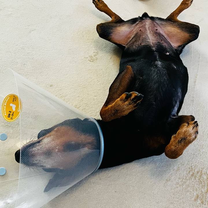 85d54c91 d6e9 4c35 86e3 9fc52aacf8e5 1753398782026