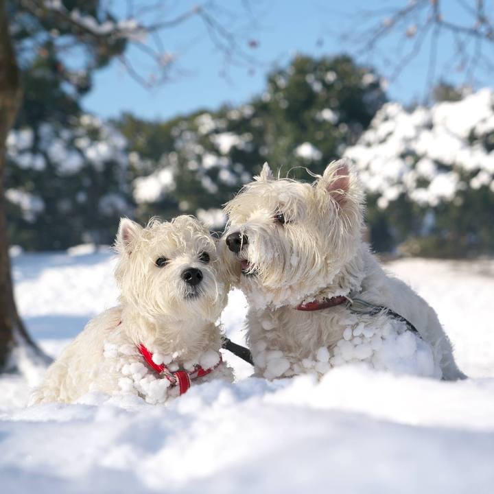 85d619ba dda6 416f b977 b6228008a372 1516745895365