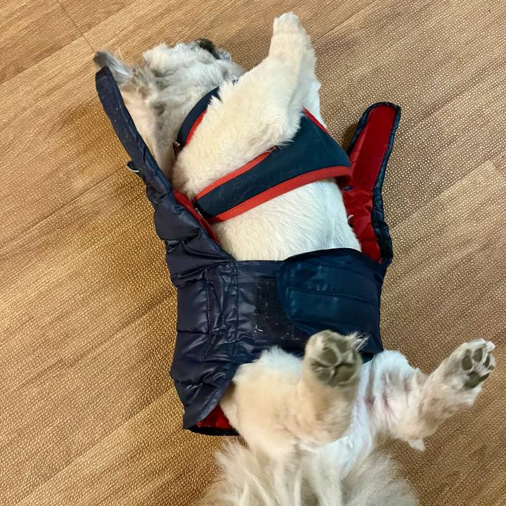 85d6c7cf a62f 4f7b 91da c5ed68eacdf7 1766899608897