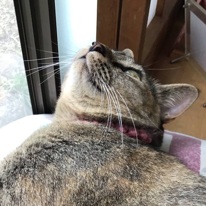 85d905a1 e341 407e aa26 0706a837ee03 1594453305274