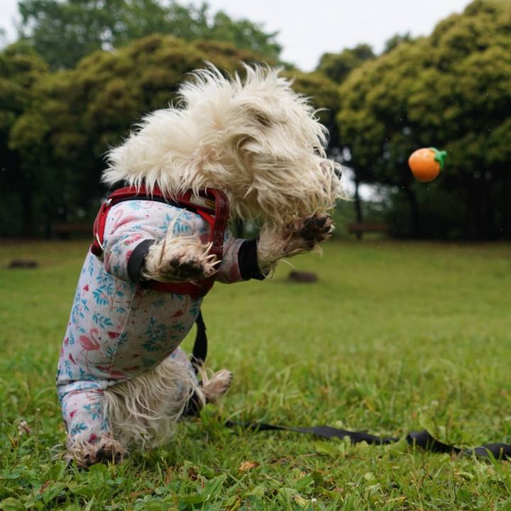 85db501a b26f 45ab 9e6f 7698144a039f 1528374891347