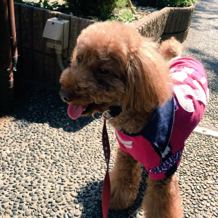 85de961f 29c1 4225 aa91 2177f68bee35 1540090386999