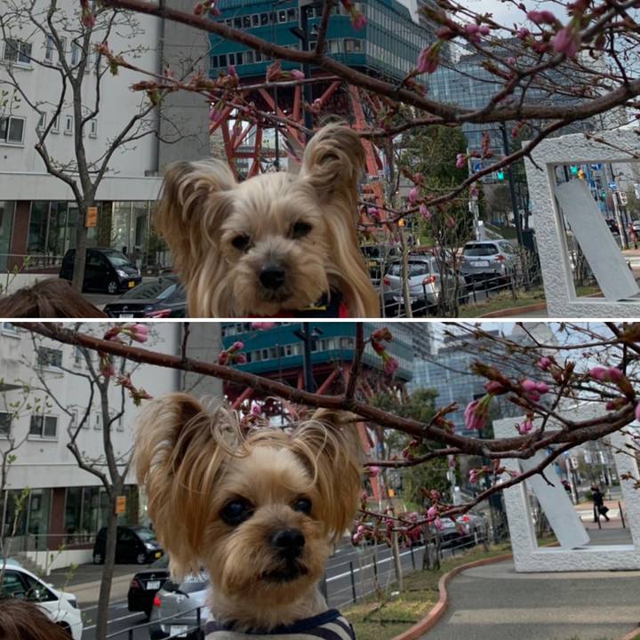 85dfb1a8 4247 478c 8d02 dae4d961498a 1650791929691