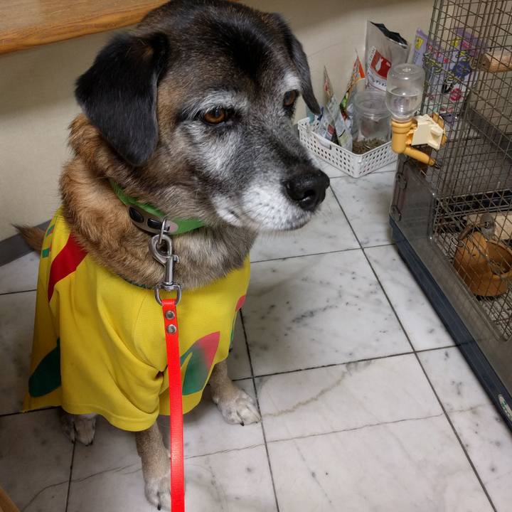 85dfe575 dec8 45ae a15d ea3b83629a56 1512382229736