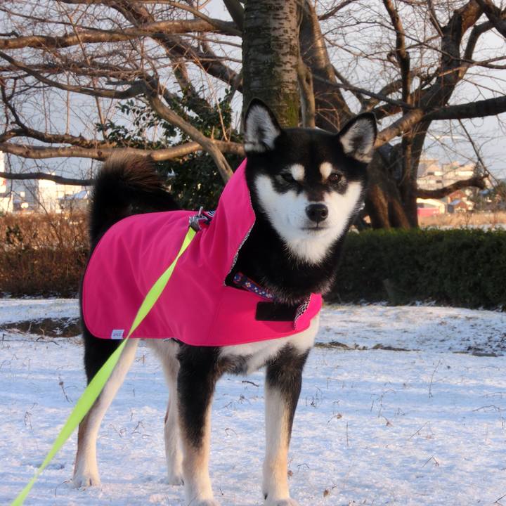 85e0131c 3a2d 4995 a13e 1b859e184cc1 1516502011410