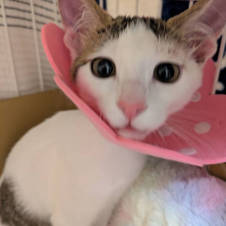 85e1cbdf d78e 4606 bd16 6bf97aeceebc 1765708149236