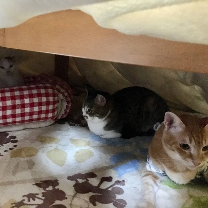 85e2913d 1719 49ce b927 fe2b259b36ad 1512735620022