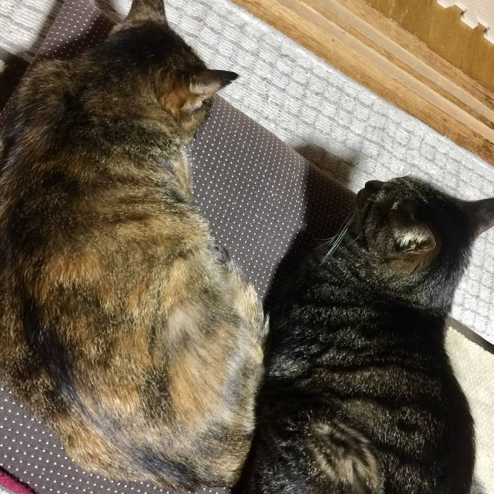 85e3a51d 5d4b 4f2d a882 1a608241f7ee 1523361810773