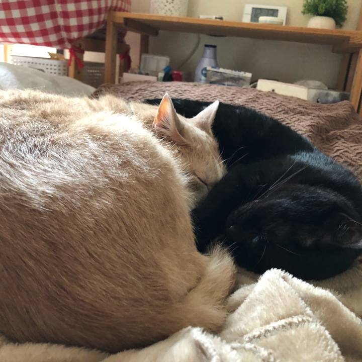 85e49d30 e1d0 4908 aa01 6852beb623c8 1589600613720