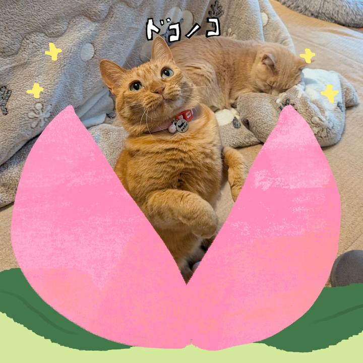 85e4d0ce e881 4ff6 874c 0ba16a455341 1771844519381