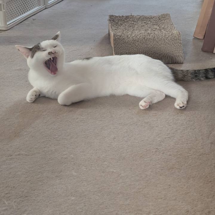 85e77052 5b86 49ae aabe c94814f0a5fe 1758868304324