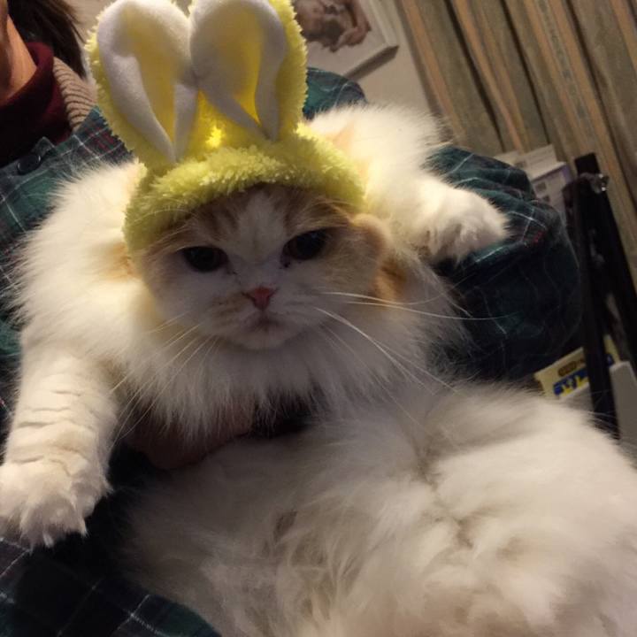 85e99542 4b7c 4653 a532 6f317bc17265 1516533078761