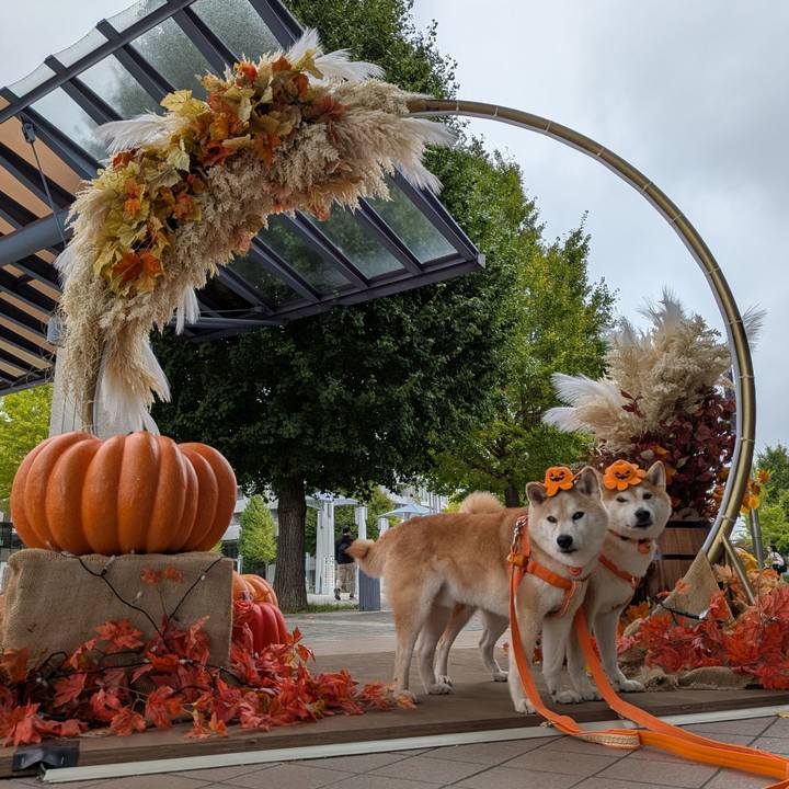 85eb40f9 03f5 41aa 8a48 c1a46bcc77f2 1760150842461