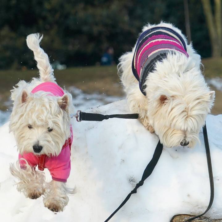 85ec6086 20fc 458d ad4f eaf1f839a704 1517229069649