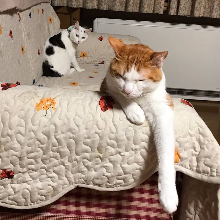 85ef6b31 1817 4b00 a56e 26674fa1a40f 1556580819922