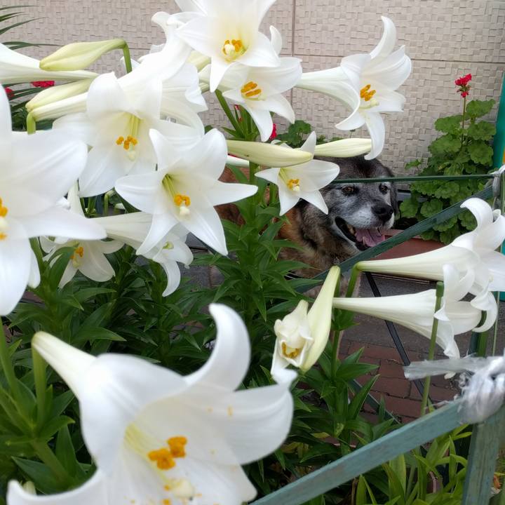 85efda61 ac32 4bf3 8a26 4c7080fcd50e 1528157704694